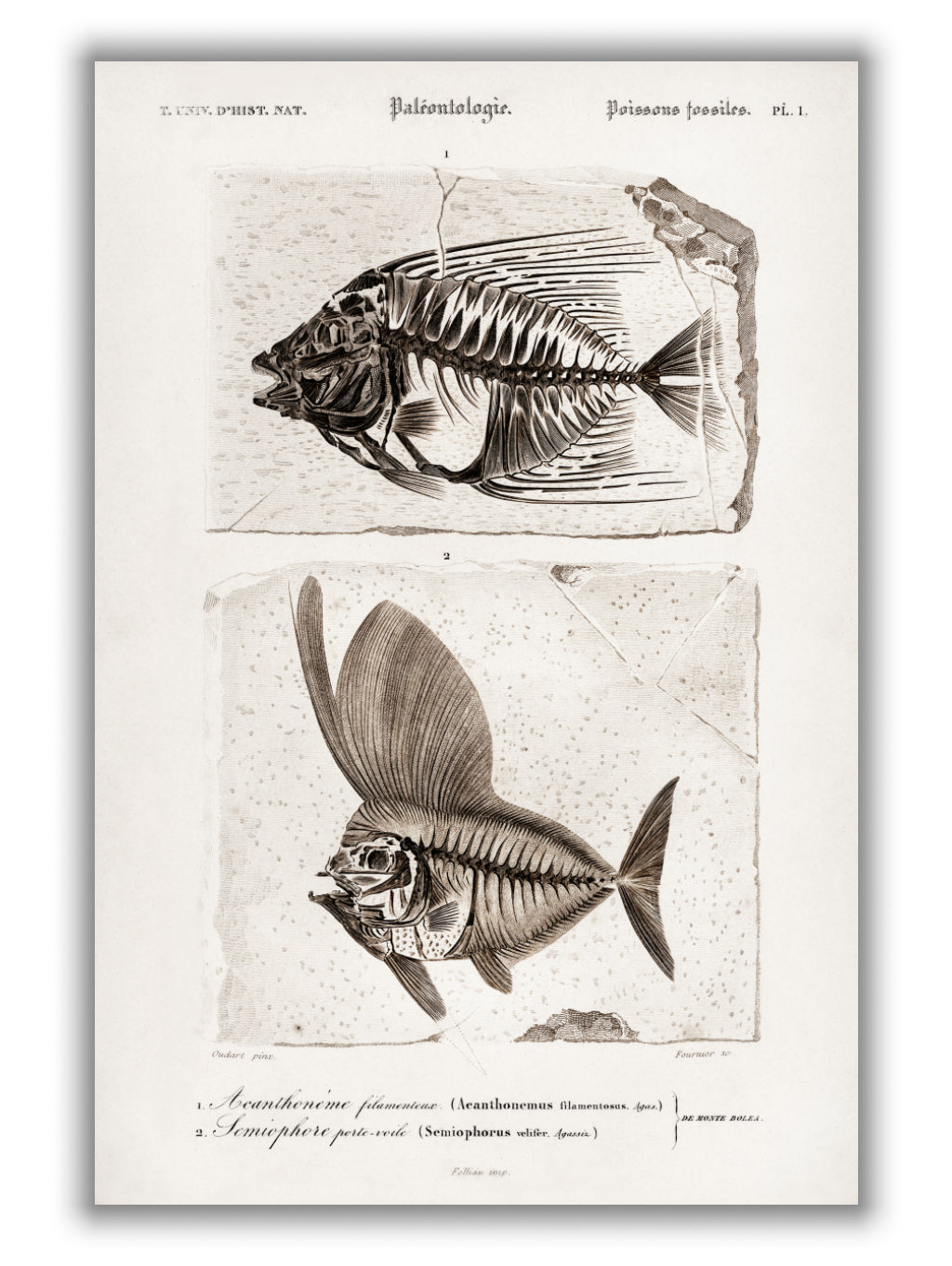 Ray-finned fish (Acanthonemus) and Semiophorus