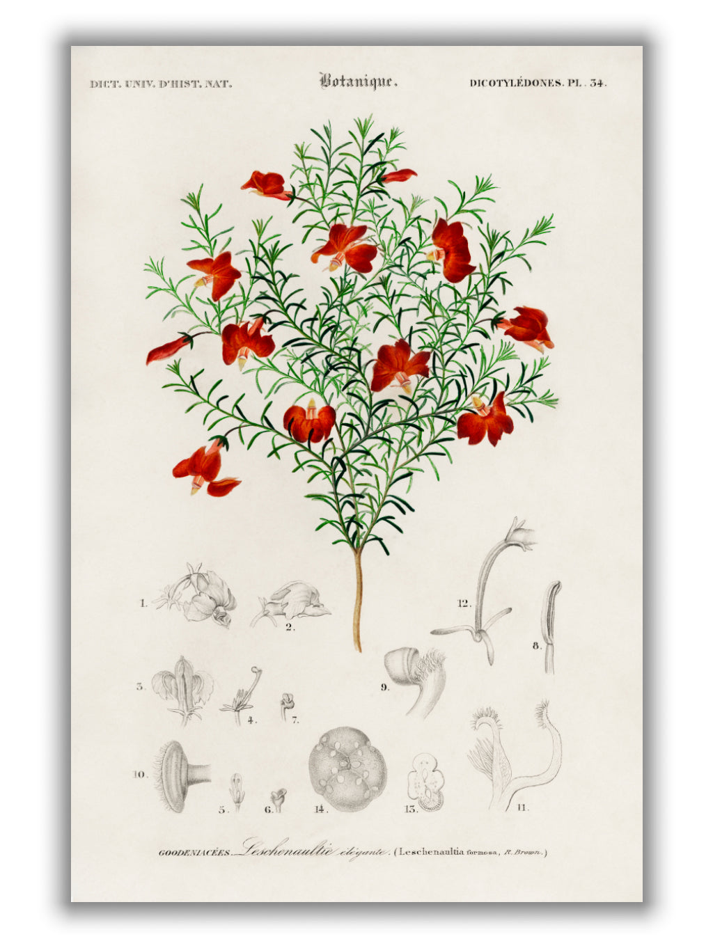 Red leschenaultia