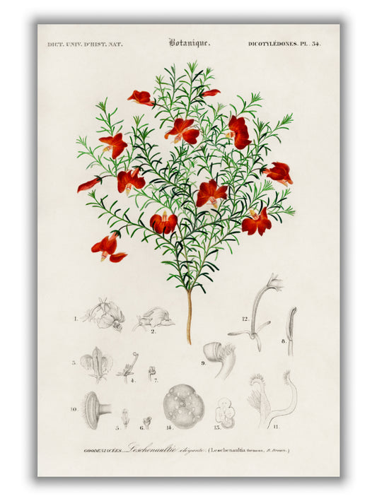 Red leschenaultia