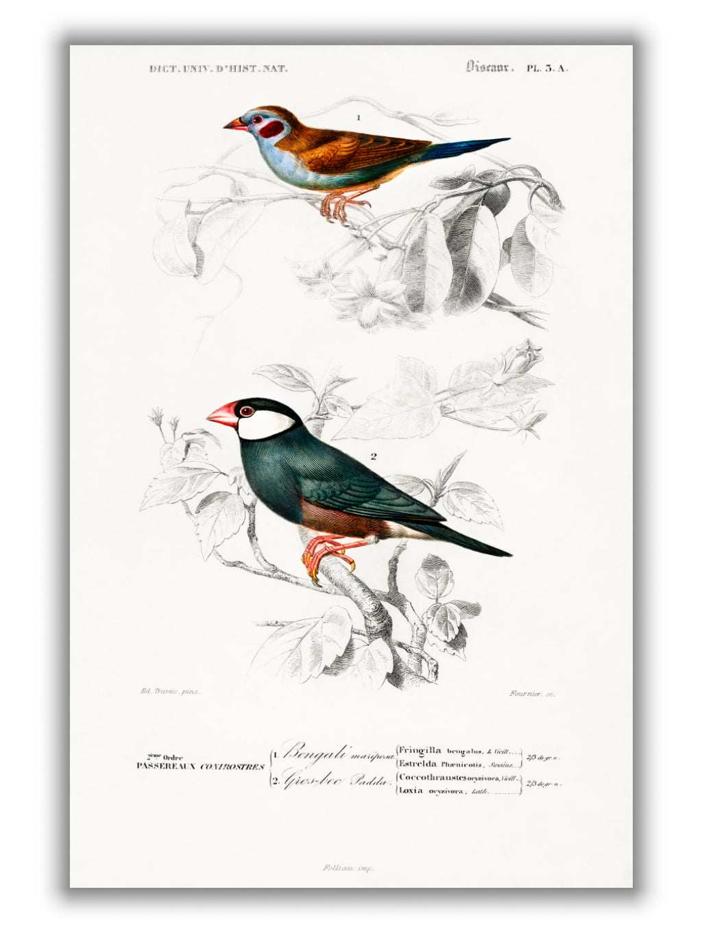 Red-cheeked Cordonbleuand Java Sparrow