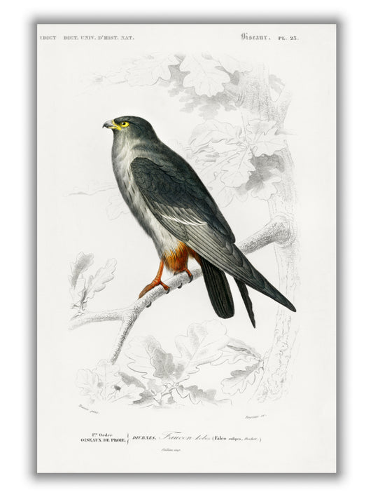 Red-footed Falcon