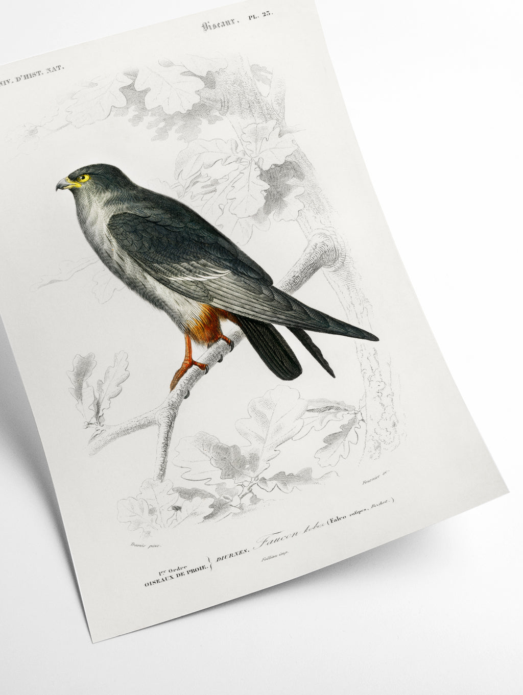 Red-footed Falcon