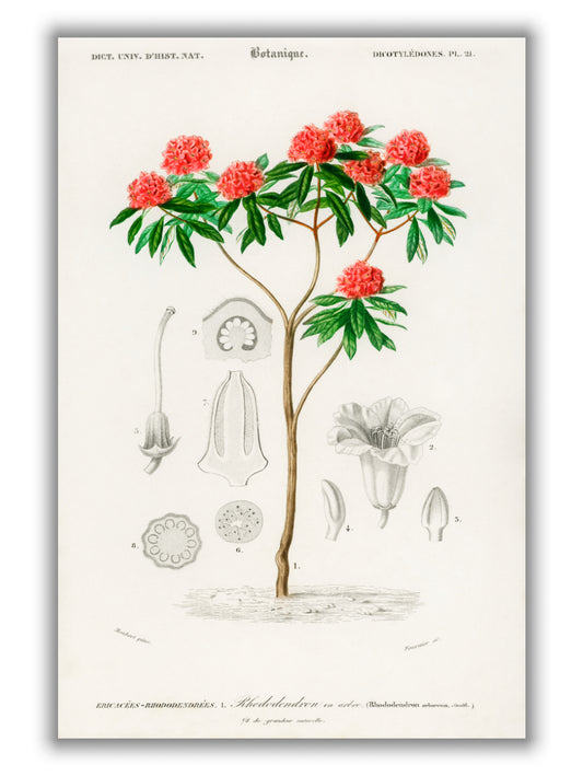 Rhododendron arboreum