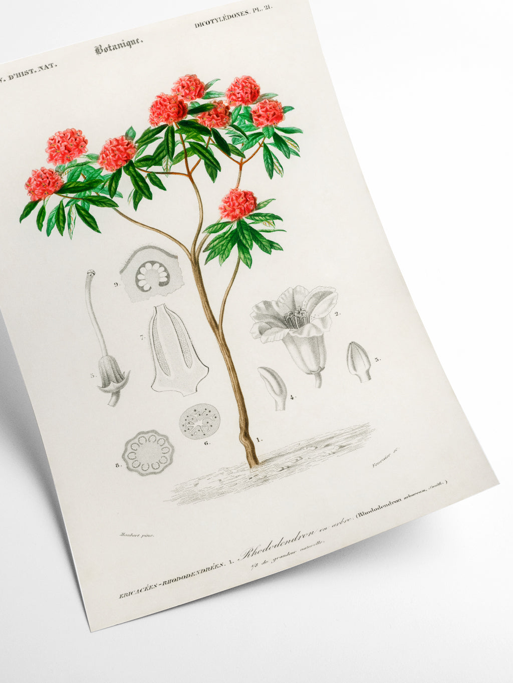Rhododendron arboreum