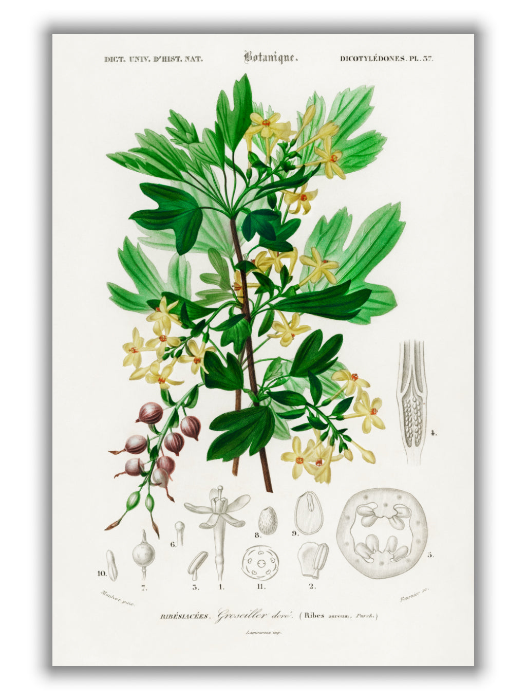 Ribes Aureum