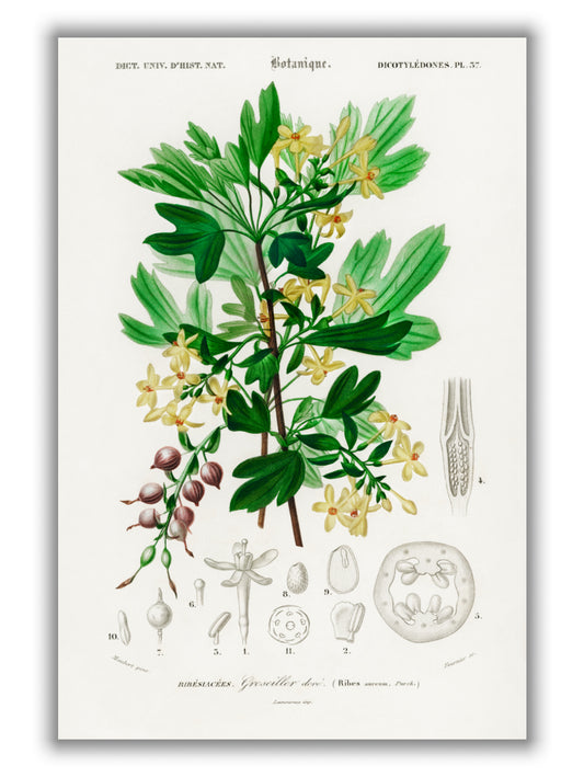 Ribes Aureum