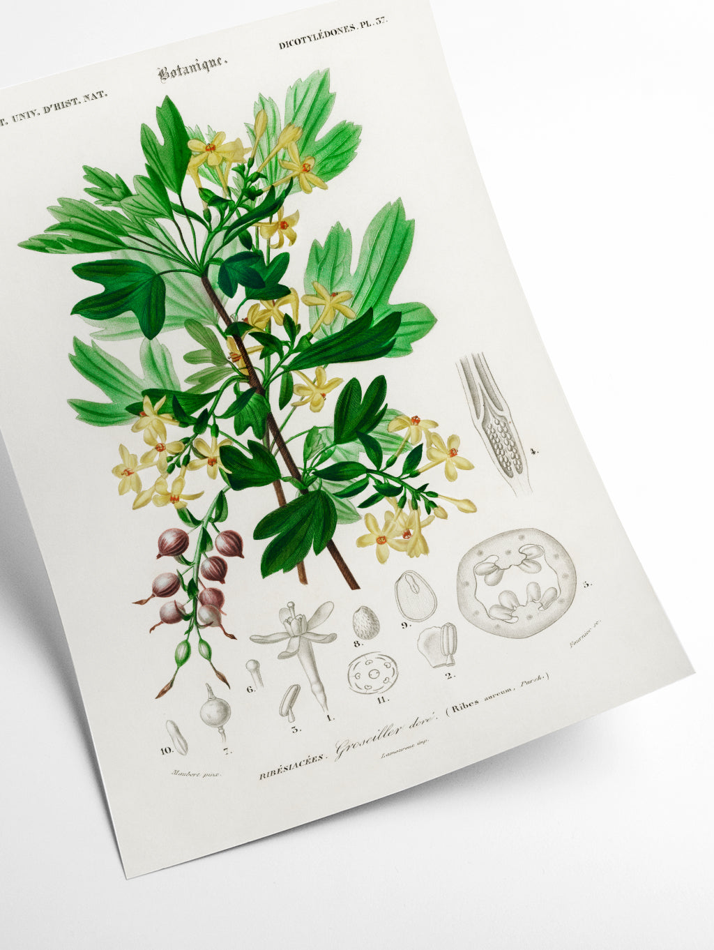 Ribes Aureum