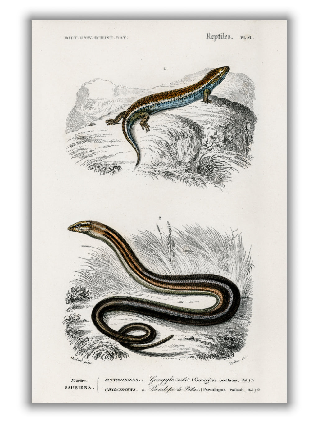 Salamander and snake