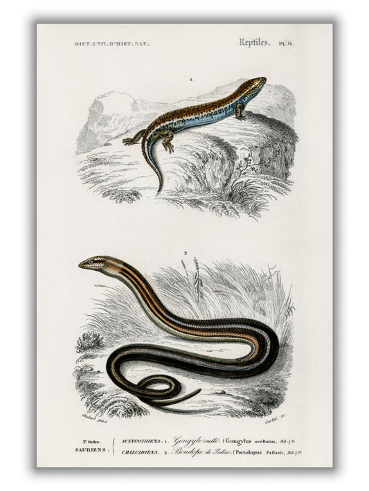 Salamander and snake