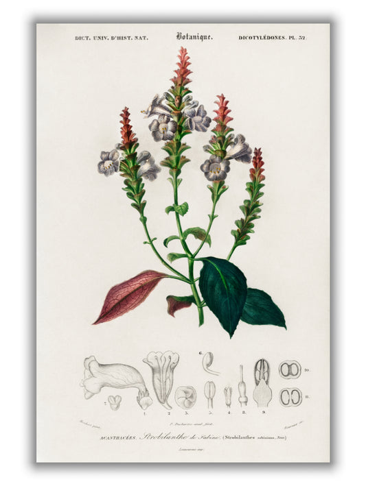Strobilanthes sabiniana