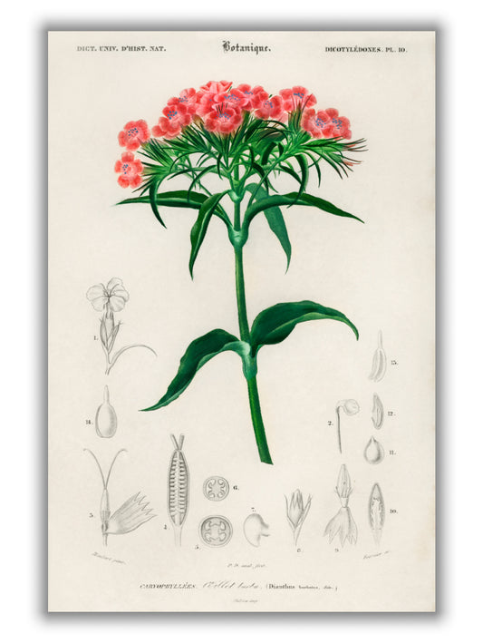 Sweet william