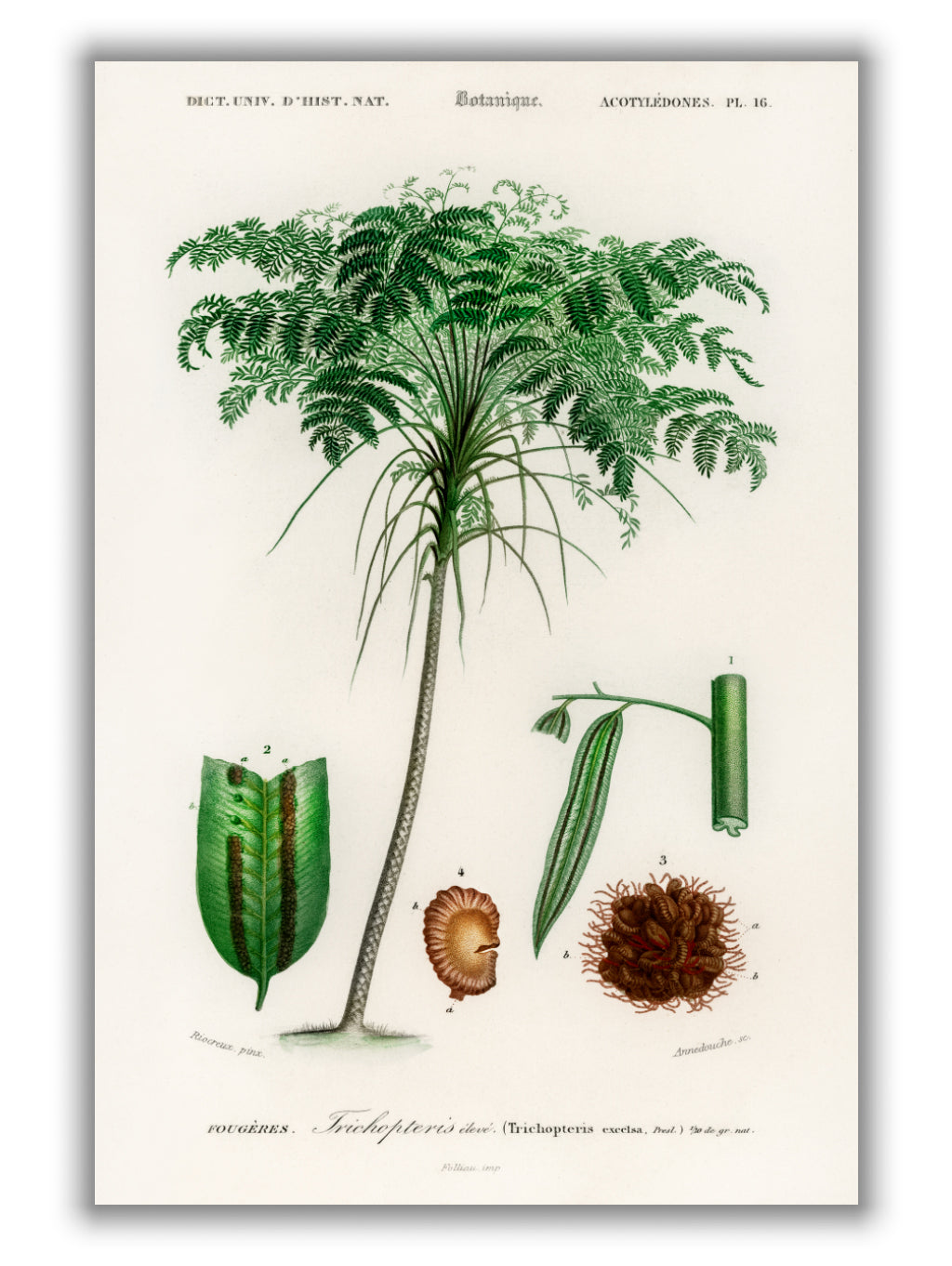 Trichipteris excelsa
