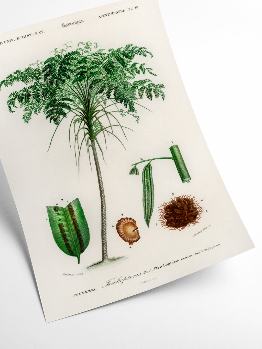 Trichipteris excelsa
