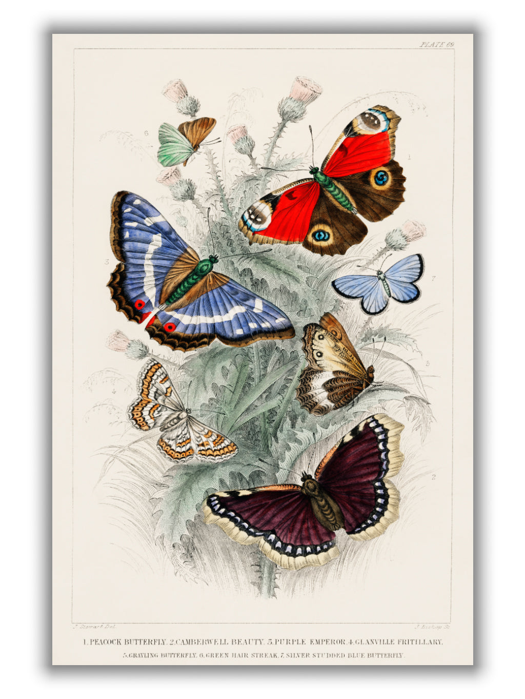 Various Butterflies