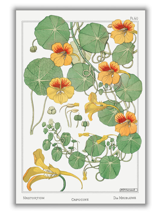 Vintage Botanicals - Capucine (nasturtium)