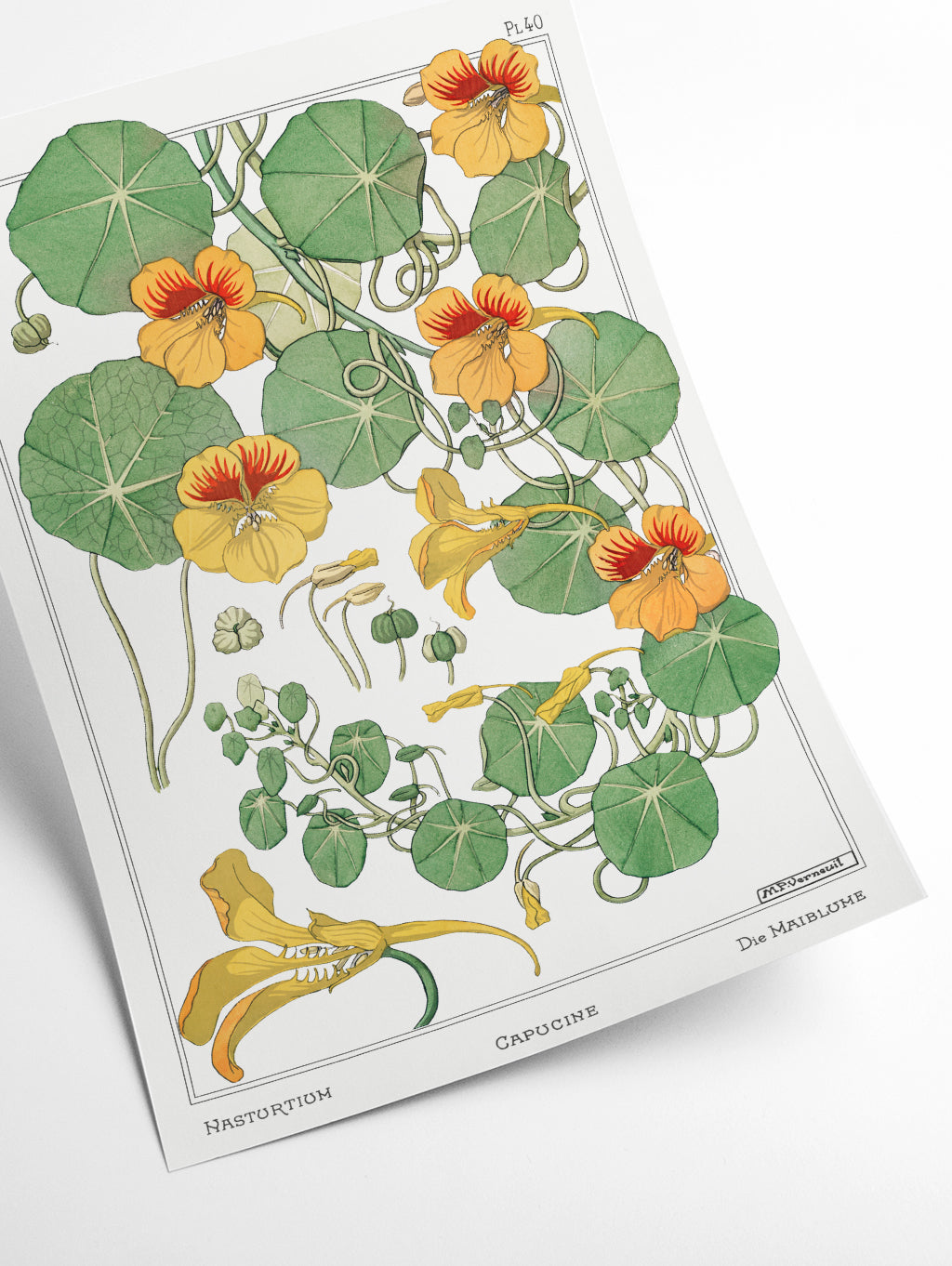Vintage Botanicals - Capucine (nasturtium)