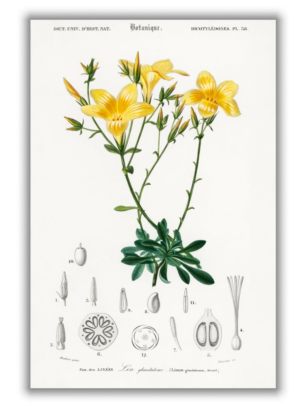 Yellow flax