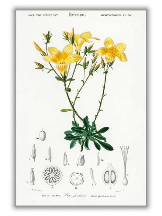 Yellow flax
