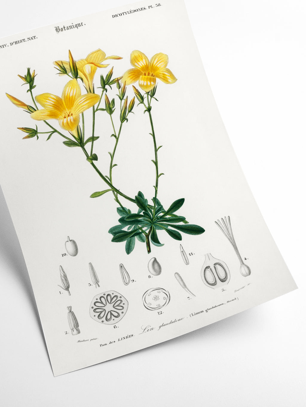Yellow flax